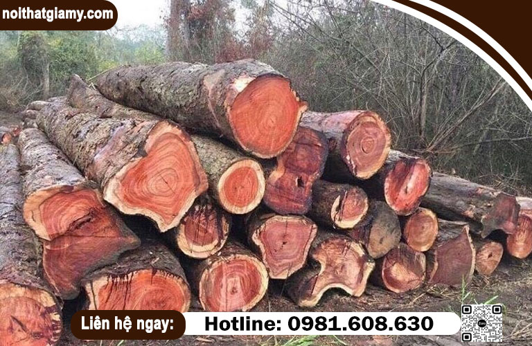 Cây gỗ hương là cây cổ thụ lâu năm có chất gỗ đanh mịn